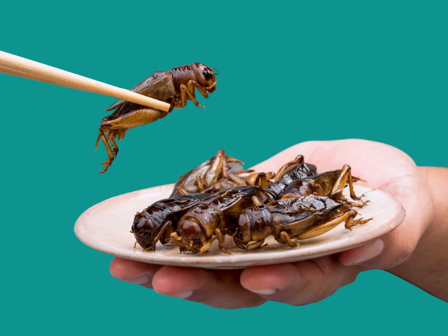 chopsticks holding a grasshopper over a plate of grasshoppers